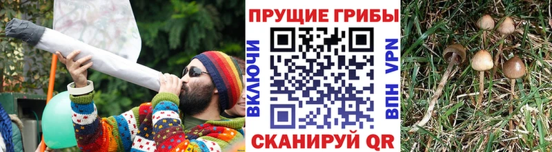 Галлюциногенные грибы мицелий  Купить закладки  Камышлов 